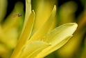 Tiere-Blume-Makro-D31_5528.jpg   26.04